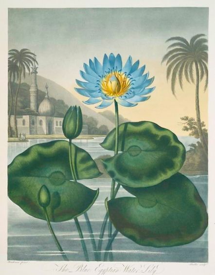 All you need to Know on Blue Lotus Flowers - Organic Egyptian Blue lotus -  Benefits & Uses